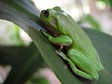Green Tree Frog Side.jpg